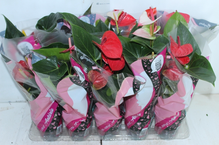 <h4>ANTHURIUM VARIADO P12</h4>