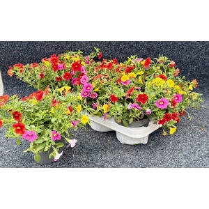 CALIB CA MM TROPICAN