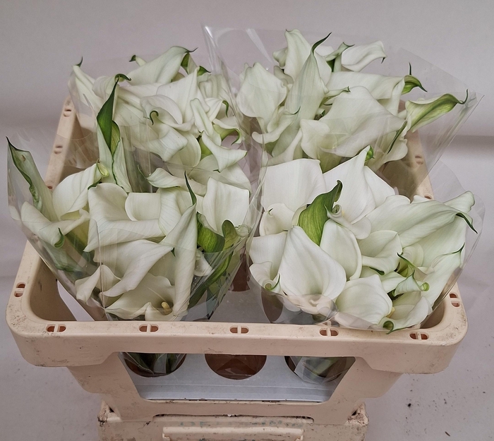 <h4>ZANT CRYSTAL BLUSH</h4>