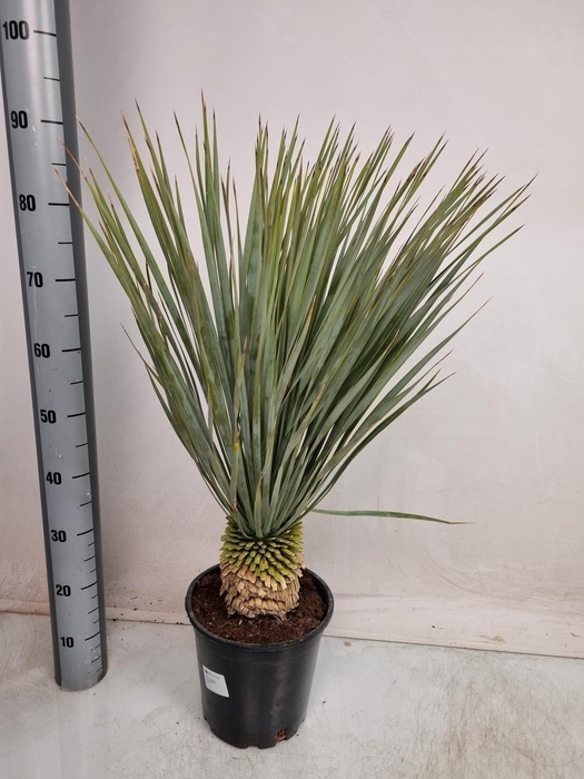 <h4>YUC ROSTRATA</h4>