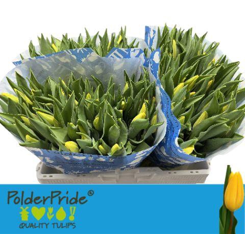 <h4>TU EN STRONG GOLD</h4>