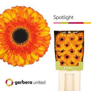 Gerbera Spotlight Diamond