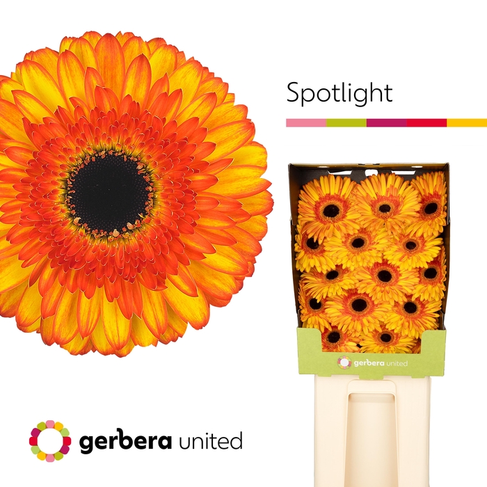 <h4>Gerbera Spotlight Diamond</h4>
