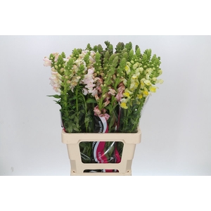 Antirrhinum Potomac Unicolor Mix