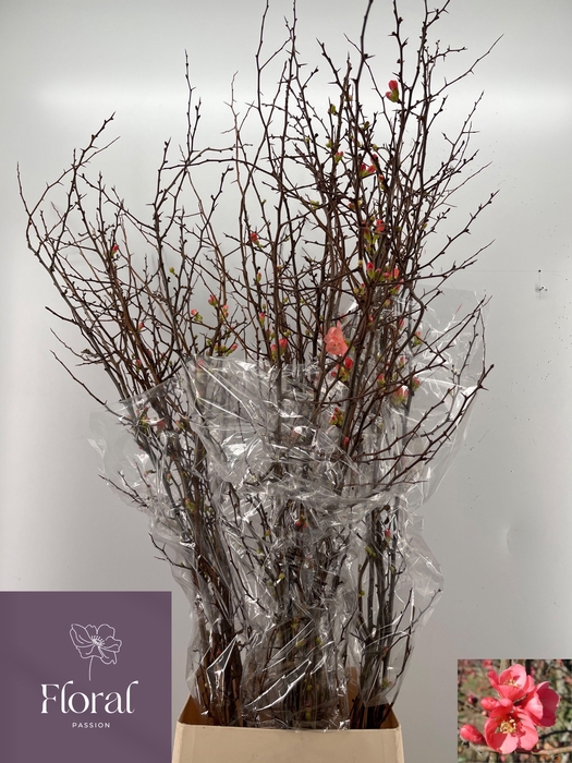 <h4>CHAENOMELES SUPERBA</h4>