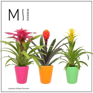 Mimesis Bromelia Royal Happy - 12 cm in Florence