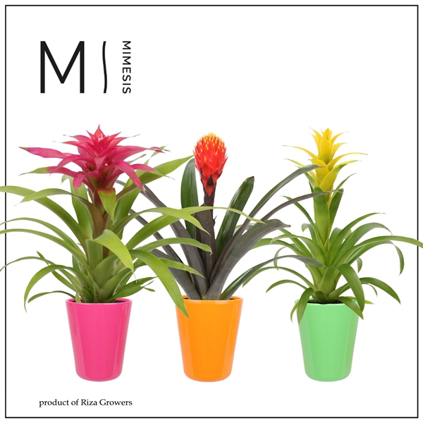 <h4>Mimesis Bromelia Royal Happy - 12 cm in Florence</h4>