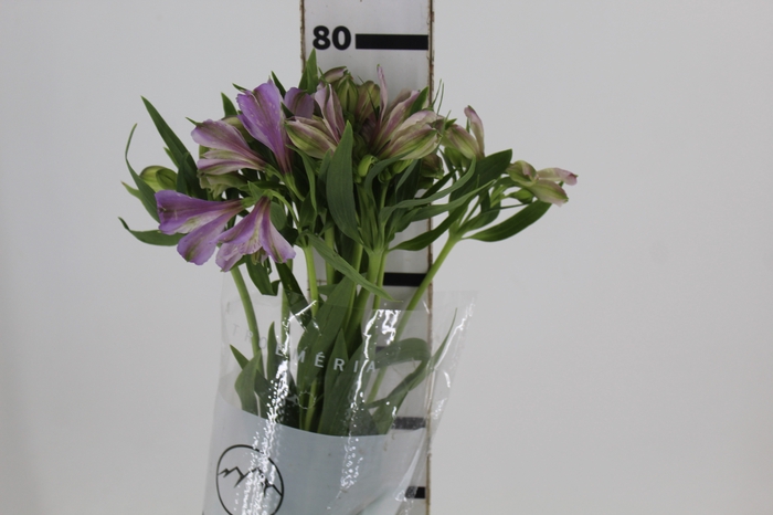 <h4>ALSTROEMERIA PLATINA 080 CM</h4>