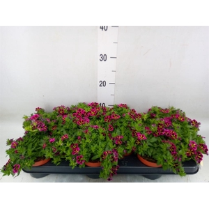 Calibrachoa  'Cabaret Good N Kiss'