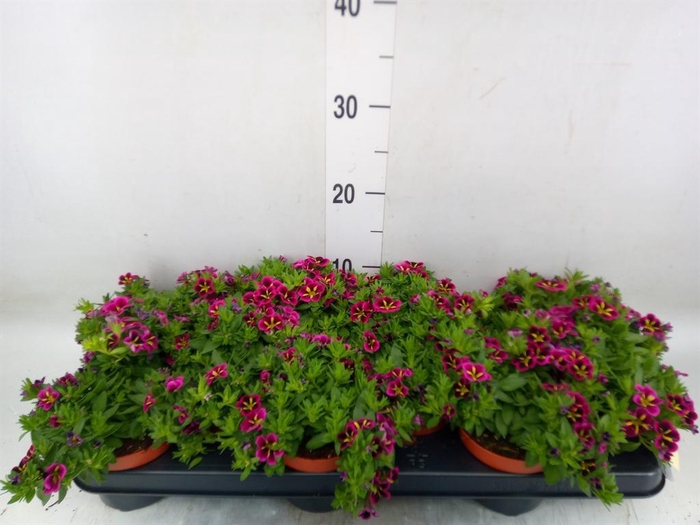 <h4>Calibrachoa  'Cabaret Good N Kiss'</h4>