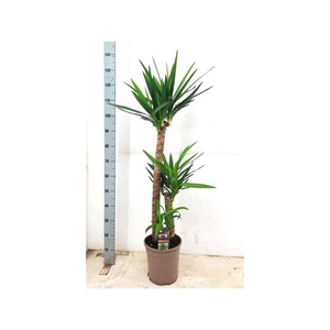 Yucca 90-45-20 Cm