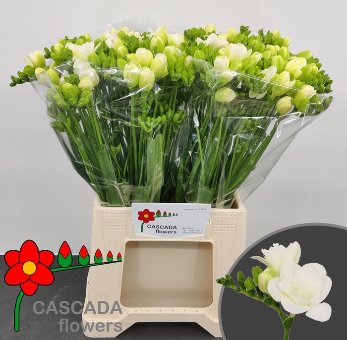 <h4>FR DU ESSENCE</h4>