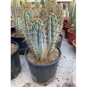 Cactus overig