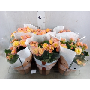 Begonia elat. DU 'Hailey Sunset'