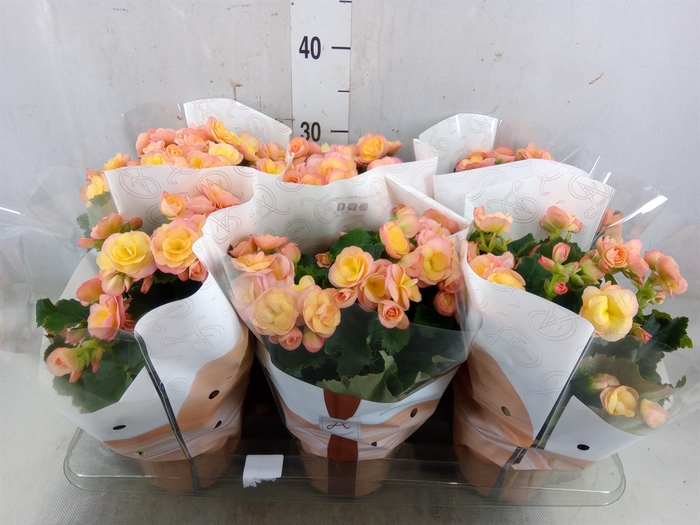 <h4>Begonia elat. DU 'Hailey Sunset'</h4>