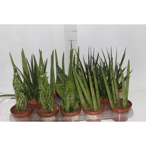 SANSEVIERA MINI MIX P10