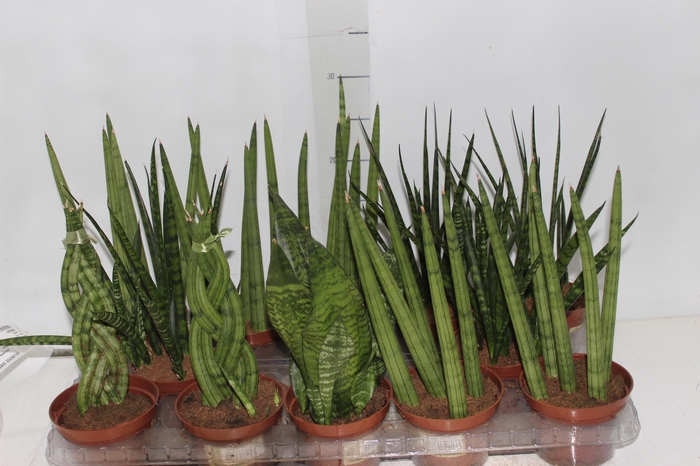 <h4>SANSEVIERA MINI MIX P10</h4>