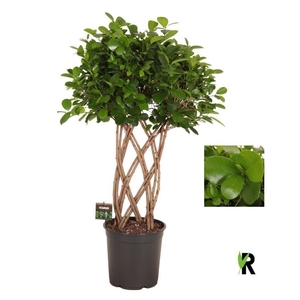Ficus microcarpa 'Moclame'