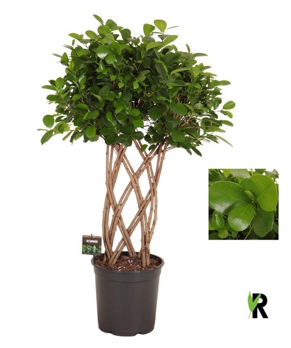 <h4>Ficus microcarpa 'Moclame'</h4>