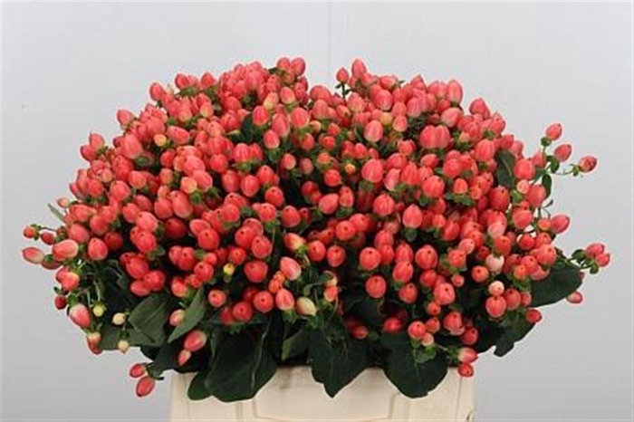 Hyp Mag Roy Princess