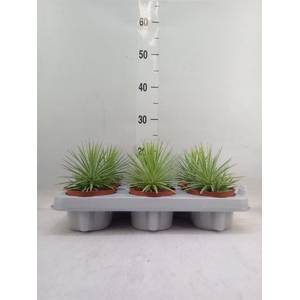 Agave stricta 'Nana'