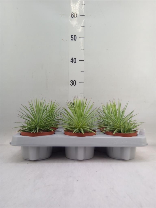 <h4>Agave stricta 'Nana'</h4>