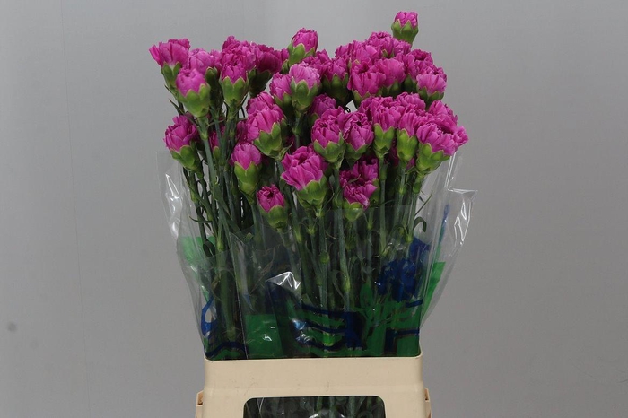 <h4>Di St Farida BD</h4>