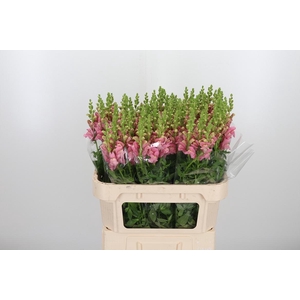 Antirrhinium Cool Rose