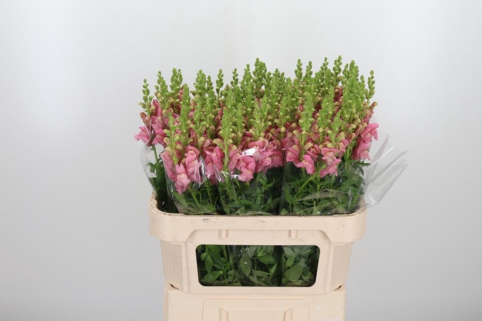 <h4>Antirrhinium Cool Rose</h4>