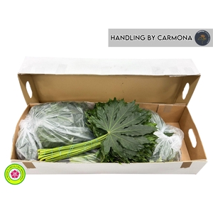 FATSIA JAPONICA BLAD