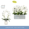 Phalaenopsis wit meer takken