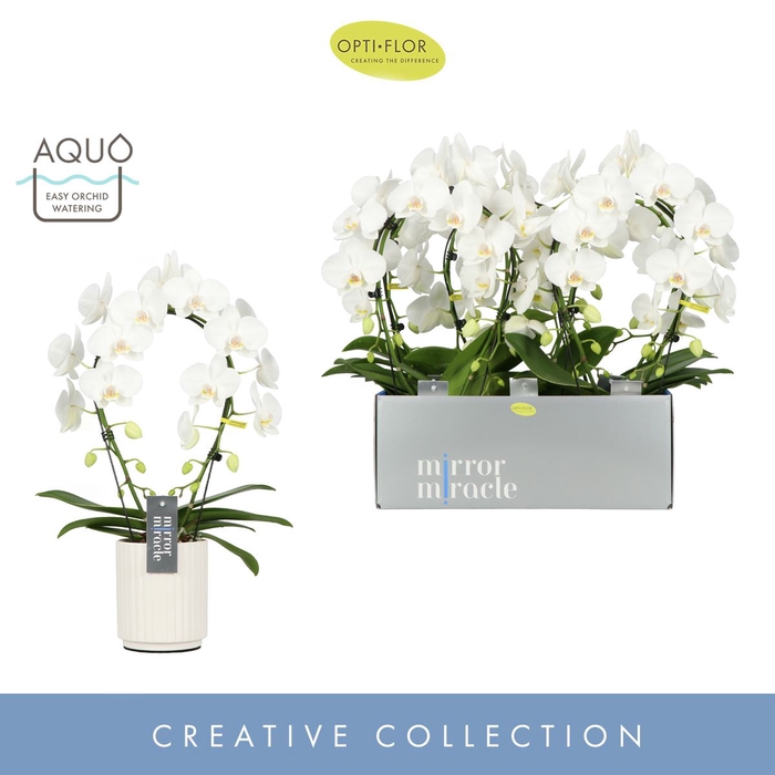 Phalaenopsis wit meer takken