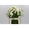 Cosmos White