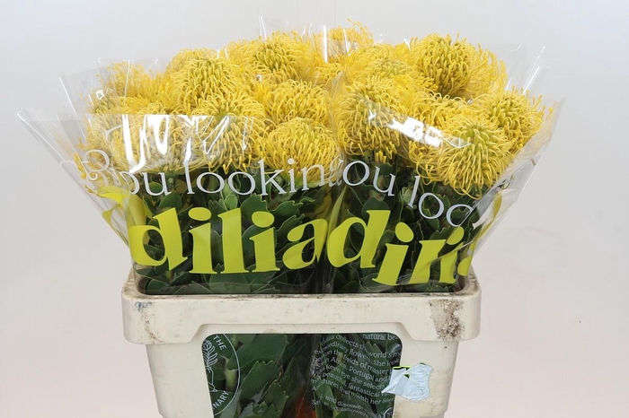 <h4>Nutans High Gold</h4>