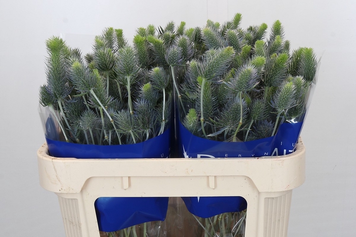 <h4>Eryngium Electric Dynamite</h4>