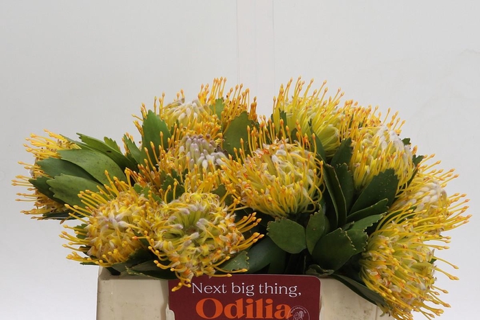 <h4>Nutans Super Gold</h4>