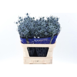 Eryng Blue Dynamite 80cm
