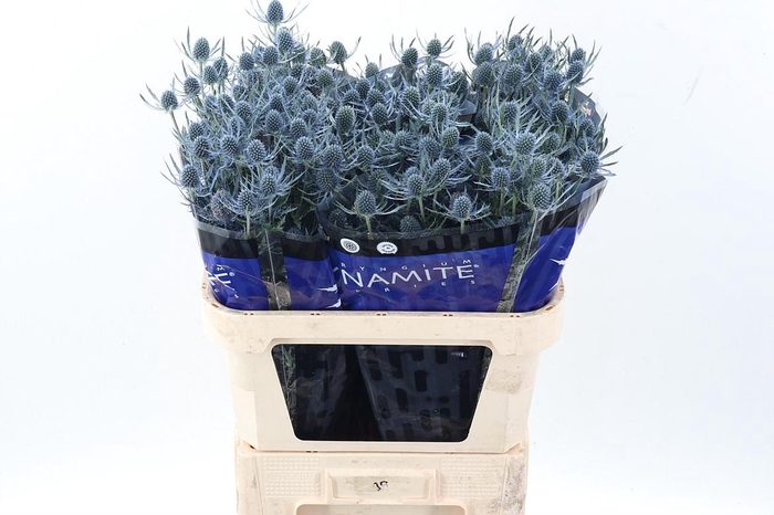 <h4>Eryng Blue Dynamite 80cm</h4>