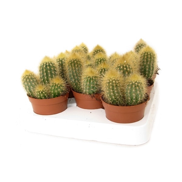 <h4>Vatricania Guentherii 8,5 cm</h4>