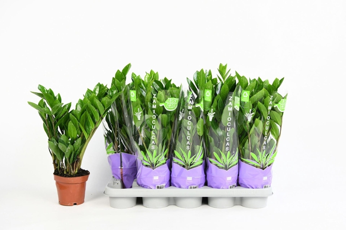 <h4>Zamioculcas zamiifolia</h4>