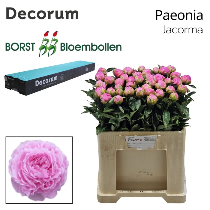 <h4>PAEO L JACORMA 828.</h4>