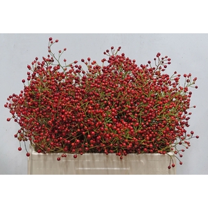 ROSA F AUTUMN SPIRIT