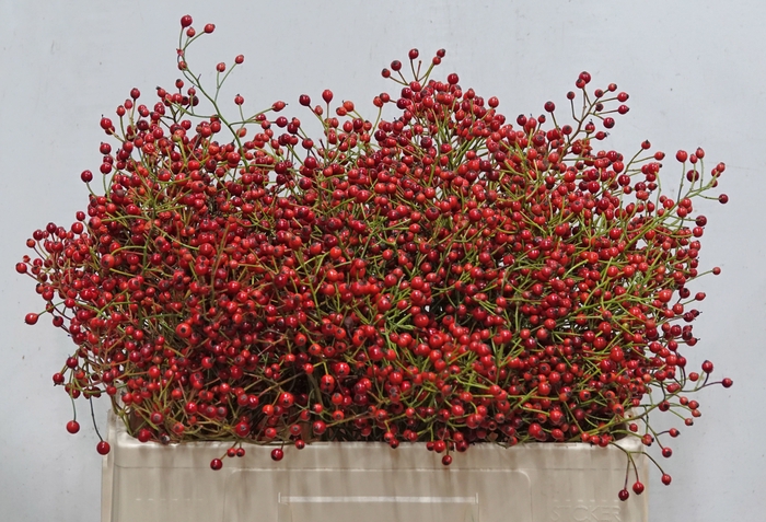 <h4>ROSA F AUTUMN SPIRIT</h4>