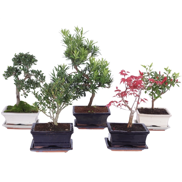 <h4>Outdoor Bonsai Mixed pot ø15cm with Saucer</h4>