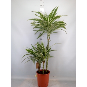 Dracaena fr de 'White Stripe'