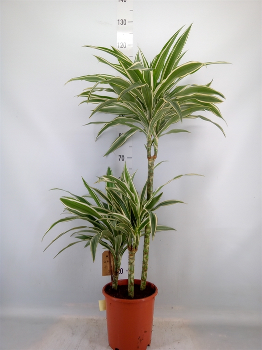 <h4>Dracaena fr de 'White Stripe'</h4>