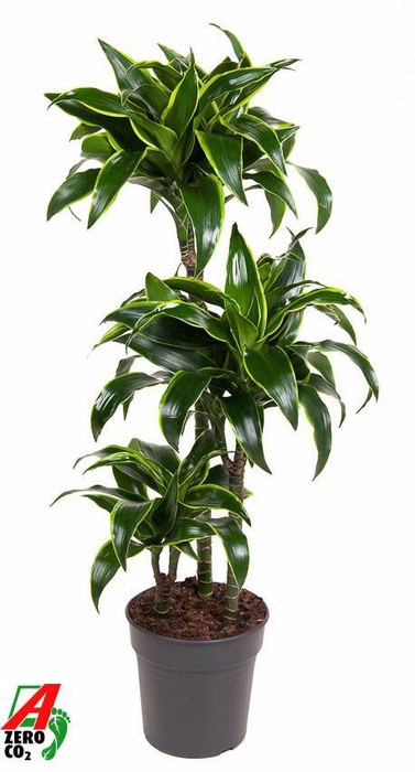 <h4>Dracaena frag. 'Dorado'</h4>