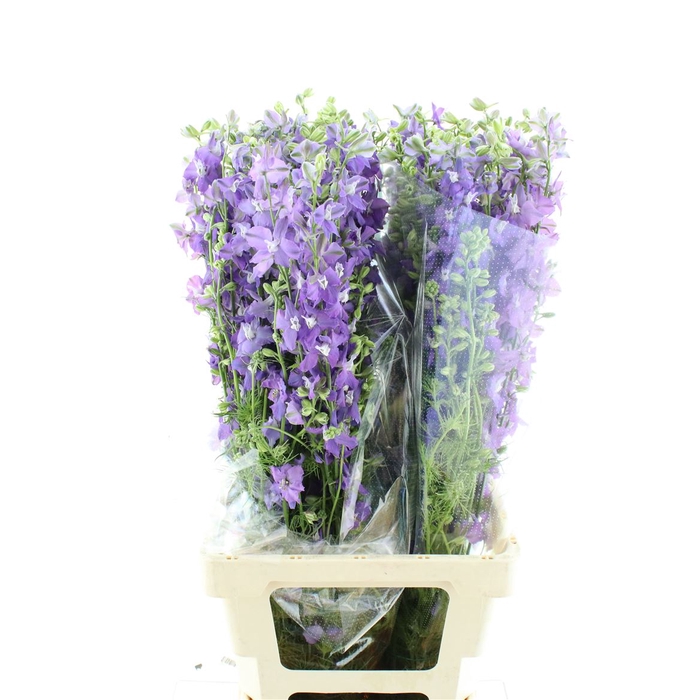 <h4>Delphinium Aj Lilac</h4>