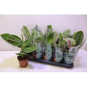 arr8 Musa Tropicana