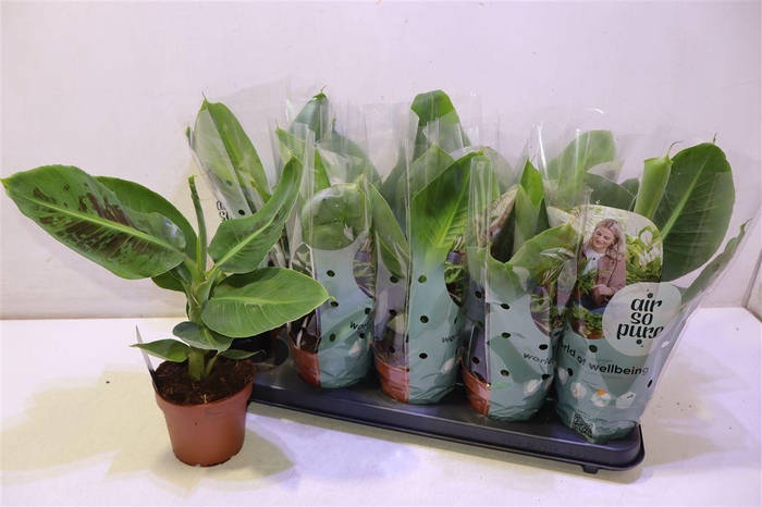 <h4>arr8 Musa Tropicana</h4>